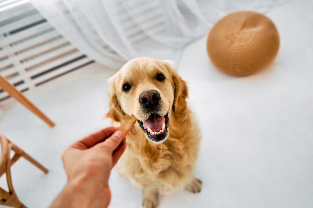 Care for pet.