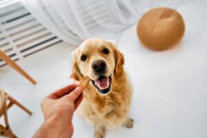 Care for pet.