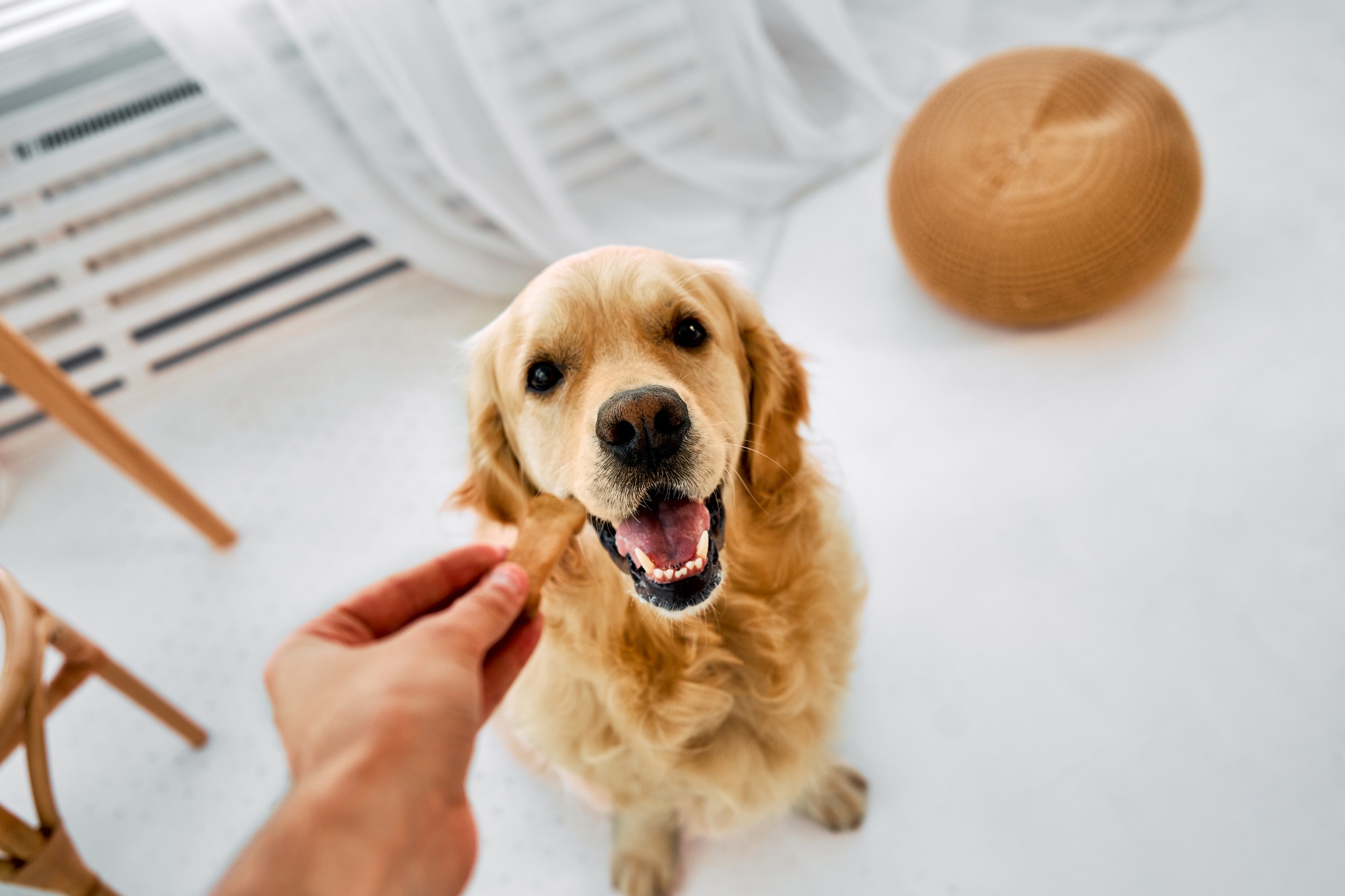 Care for pet.
