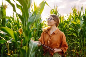 Farmer woman stands in field, inspects green corn plantation. Agricultural industry. Harvest care.